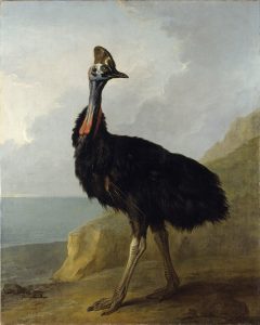 Oudry, Cassowary, 1745 Oil on canvas, 63.7 in x 50.1 in Staatliches Museum Schwerin, Germany