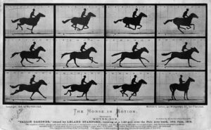 Eadweard Muybridge, The Horse in Motion, 1878