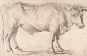 Peter Paul Rubens, Ox, c.1618 - c.1620 Black and red chalk, 11 x 17.3 in Albertina, Vienna