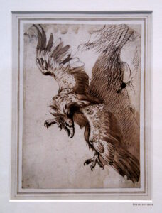 Frans Snyders, An Eagle, c 1610 Drawing with pen and brown ink, 11 x 8 in British Museum, London
