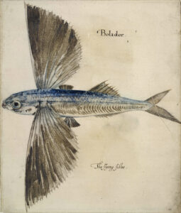 John White, Painting of a Flying Fish, between 1585 and 1593 Watercolor British Museum, London