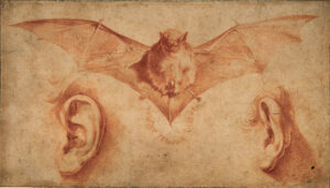 Jusepe de Ribera, Study of Bat & Ears, c 1622 Red chalk & wash, 6.3 x 10.9 in Metropolitan Museum Art, New York