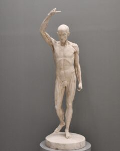 Jean-Antoine Houdon, Flayed Man, 1767 Plaster, 72.8 x 31.4 in Musée Fabre, Montpellier, France