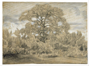 Théodore Rousseau, Study of an Oak Tree, 1857 - 1867 Black and white chalk on laid paper, 14.7 x 10.7 in Museum of Fine Arts, Houston