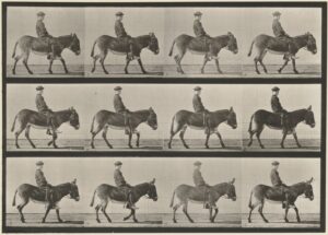 Eadweard Muybridge, Ass; walking; bareback; a boy riding, Jennie, 1887 National Gallery of Art, Washington DC