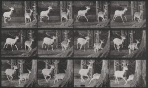 Eadweard Muybridge, Fallow Deer, Buck and Doe, Galloping, 1887 National Gallery of Art, Washington DC