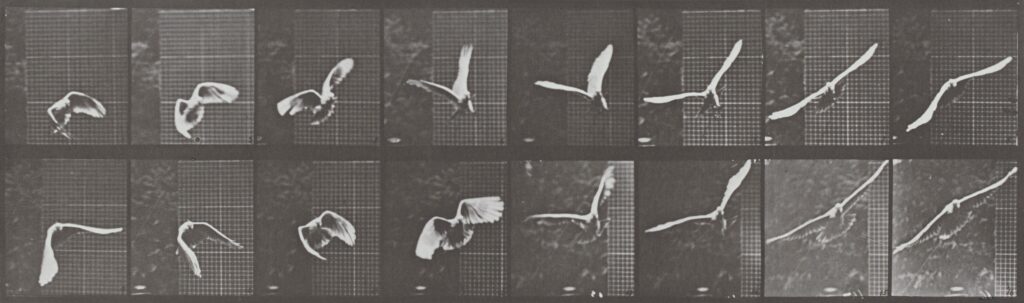 Eadweard Muybridge, Cockatoo Flying, 1887 National Gallery of Art, Washington DC