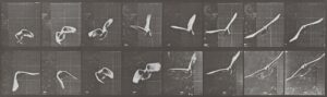 Eadweard Muybridge, Cockatoo Flying, 1887 National Gallery of Art, Washington DC