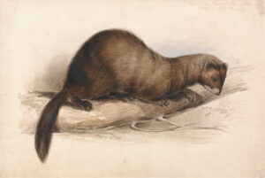 Edward Lear, A Weasel, 1832 Watercolor with pen in brown ink, with gouache and gum over graphite on medium, smooth, cream wove paper, 7.4 x 11 in) Yale Center for British Art, New Haven, Connecticut.