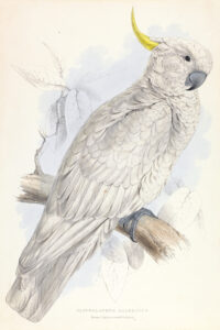 Edward Lear, Greater Sulphur-Crested Cockatoo, 1832 Lithograph on moderately thick, slightly textured, beige wove paper, 22 x 15.1 in Yale Center for British Art, New Haven, Connecticut.