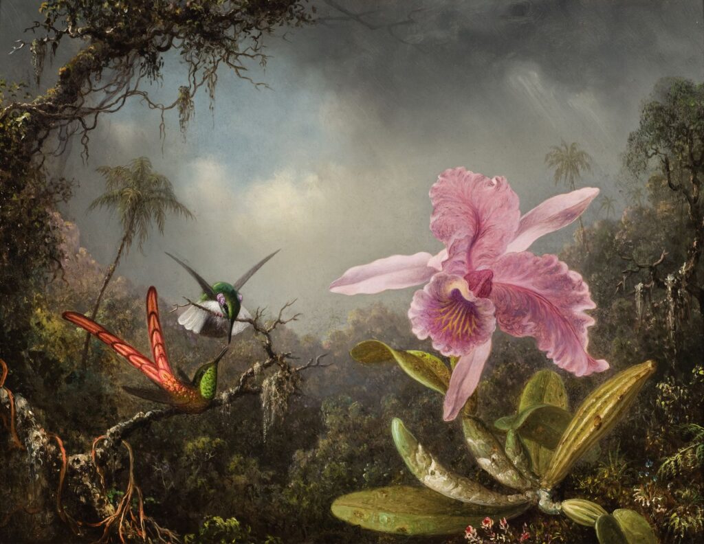 Martin Johnson Heade, Orchid with Two Hummingbirds, 1871 Oil on canvas, 14 x 22 in Reynolda House Museum of American Art, Winston-Salem, NC