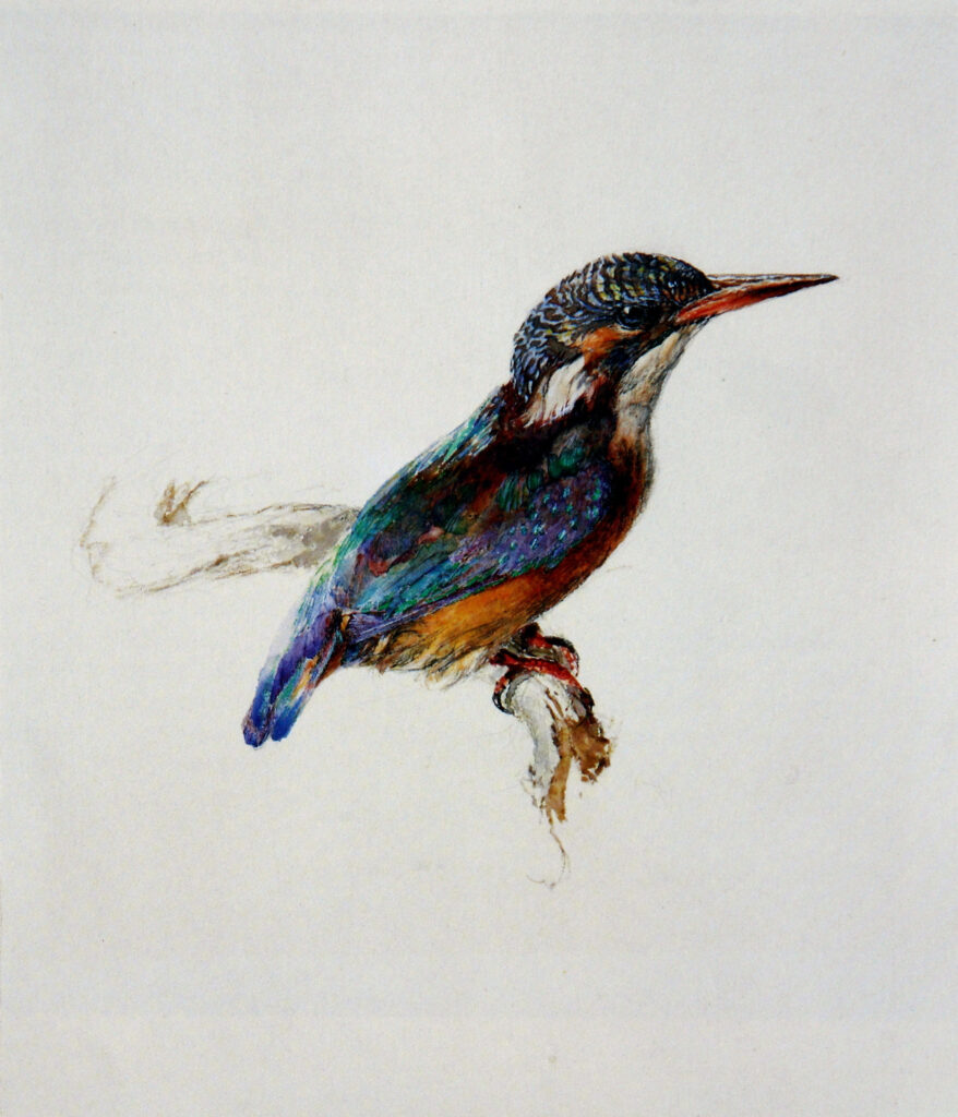 John Ruskin, Study of a Kingfisher, with Dominant Reference to Colour, 1871 Watercolor and bodycolor over graphite on paper, 10.2 × 8.6 in Ashmolean Museum, Oxford