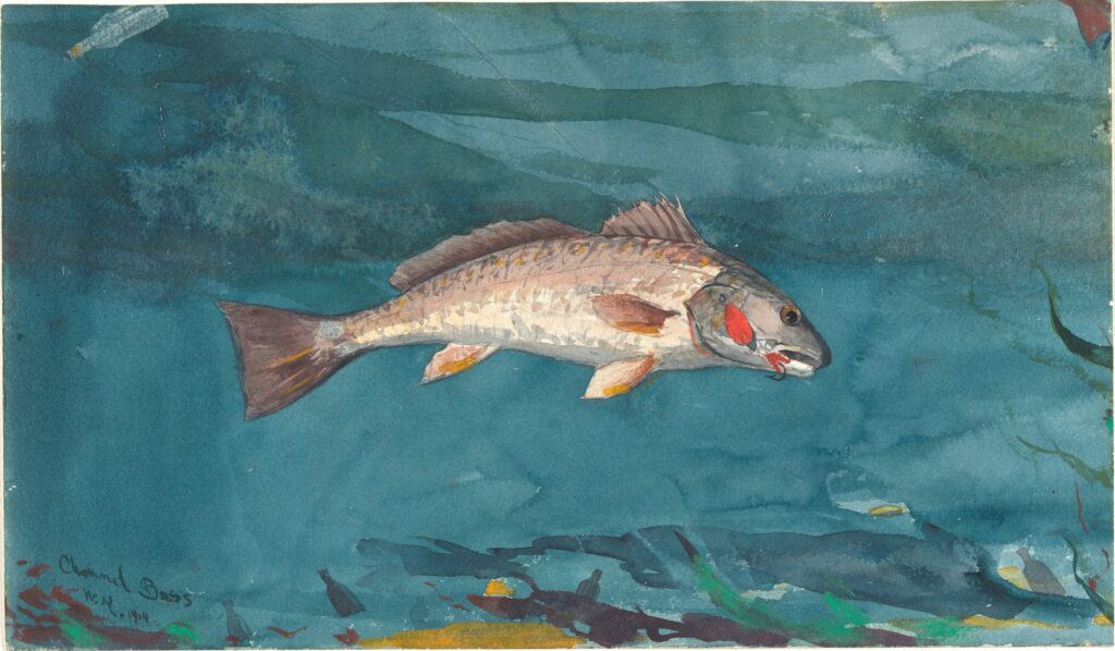 Winslow Homer, Channel Bass, 1904 Watercolor and graphite on white wove paper, 11.3 × 19.4 in Metropolitan Museum of Art, New York