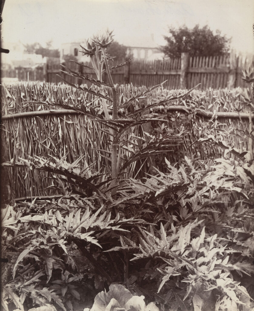 Eugène Atget, Artichokes, before 1900 Albumen silver print, approximately 8.7 × 6.6 in Museum of Modern Art, New York