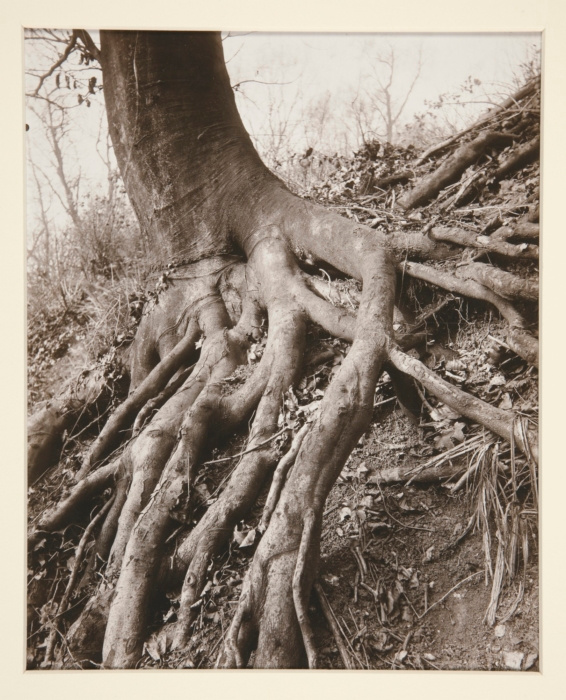 Eugène Atget, Saint-Cloud, 1924 Gold chloride-toned print, 8.6 × 6.9 in Yale University Art Gallery, New Haven, CT